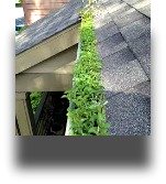 quad cities gutter cleaning, insured and bonded,safe and reliable.